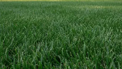Close-up of freshly mowed vibrant green lawn by Chop Chop Landscaping in Highland Park, IL